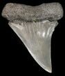Glossy, Fossil Mako Shark Tooth - Georgia #42271-1